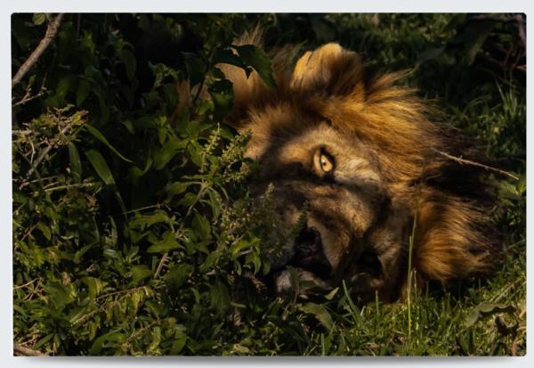 Lion in Bush Metal Print - Color or B/W