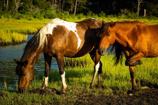 Assateague Ponies Lustre Print 4