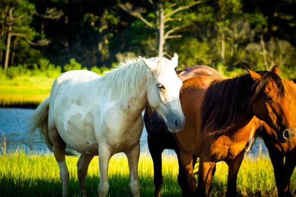 Assateague Ponies Lustre Print 2 picture