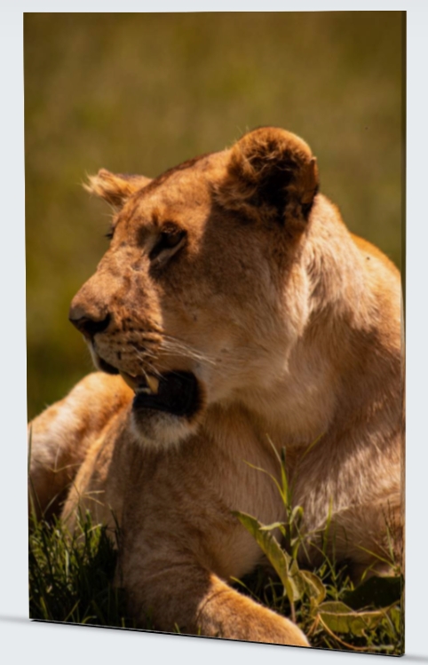 Lioness Canvas Print 1