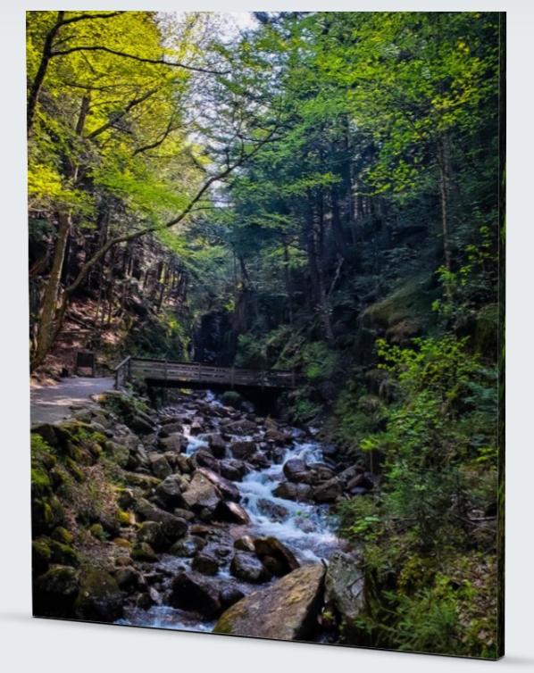 Forest Stream Canvas Print