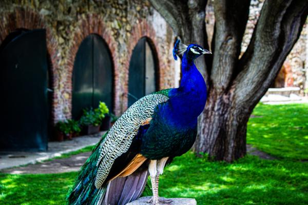 Peacock Lustre Print picture