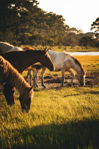 Assateague Ponies Lustre Print 1