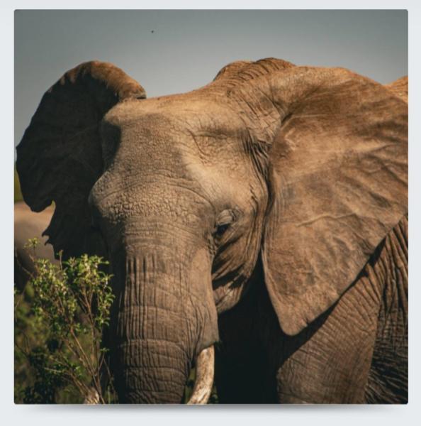 Elephant Portrait Metal Print