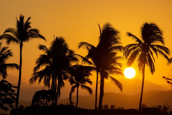 Sunrise and Palm Trees Lustre Print 1