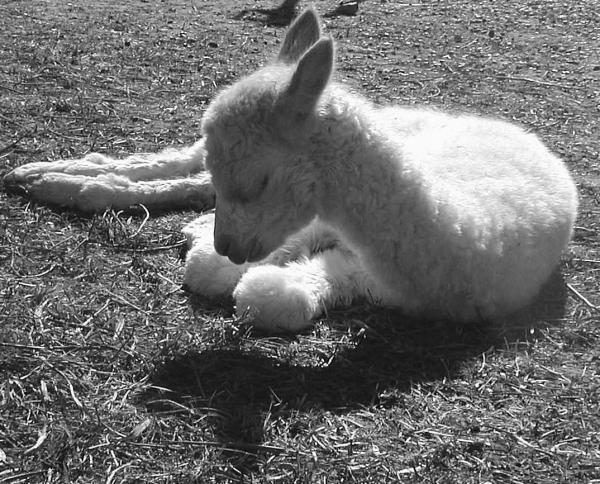 Alpacas at Orchard Hill Farm