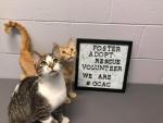 Genesee County Animal Control