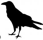 Spunky Raven Designs