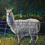 Llama