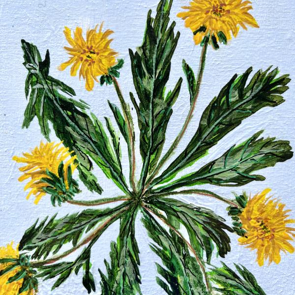 Dandelion