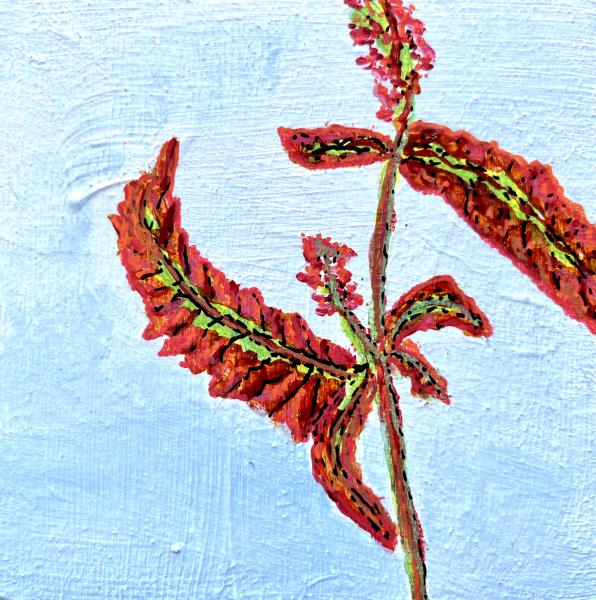 Bloodwort