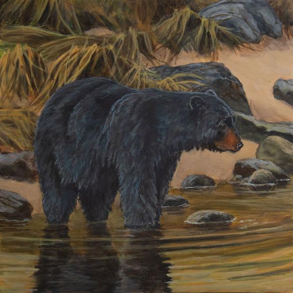 Black Bear picture