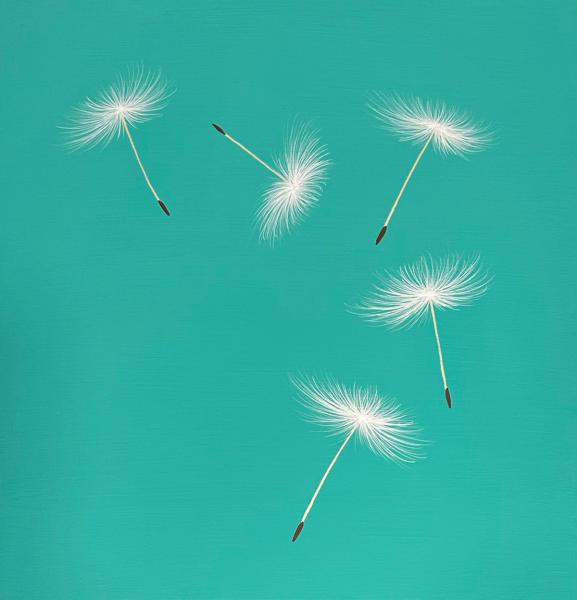 Falling Wishes
