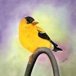 American Goldfinch