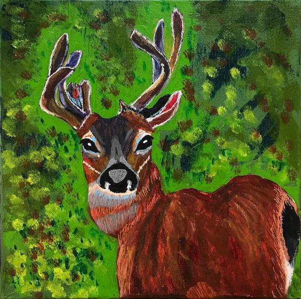 Forest Deer