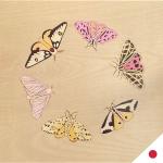 Meeting Of The Moths