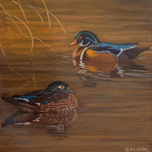 Wood Ducks