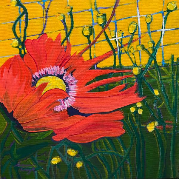Where Poppies Blow