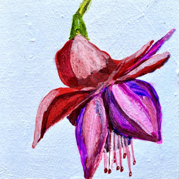 Fuschia