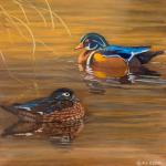 Wood Ducks