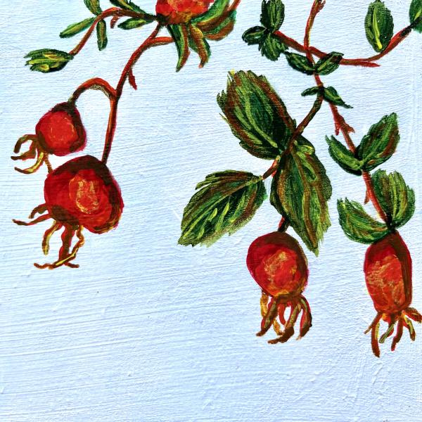 Nootka Rose Hips