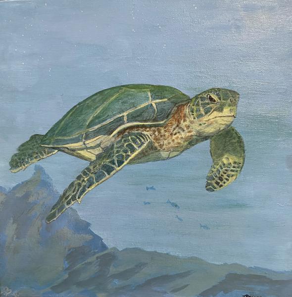 Sea Turtle picture