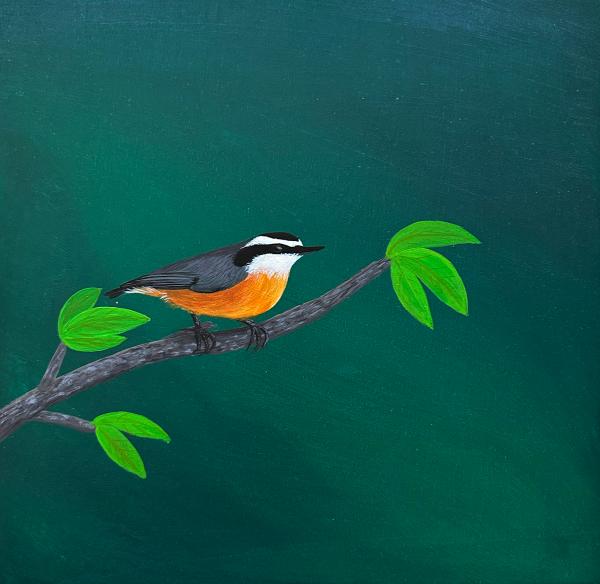 Spring Nuthatch