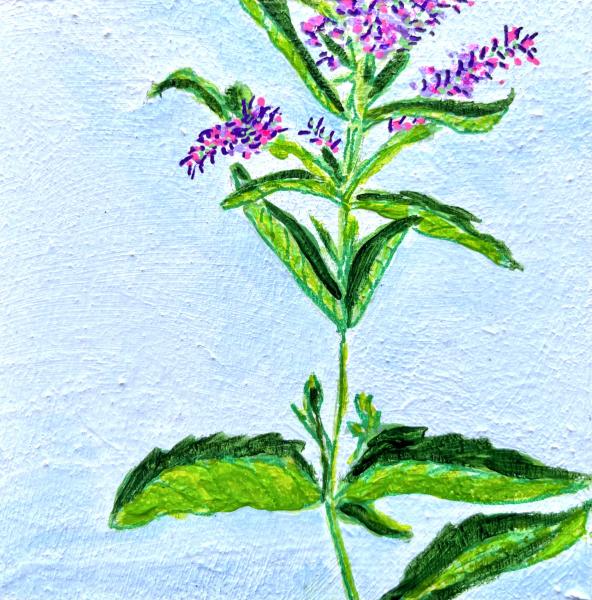 Cranesbill