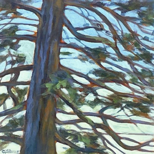 Edge Of The Forest V