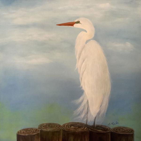 The Great White Egret picture