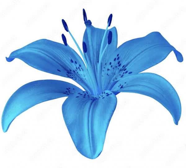 Blue Lily Creations by Candida