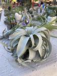 J&K Terrariums