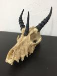 Small Dragon Skull