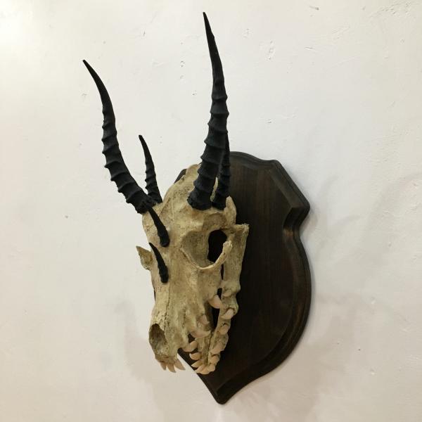 Mounted Dragon Skull
