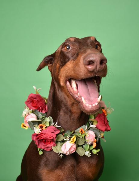 FLUFFY FRAMES STUDIOS