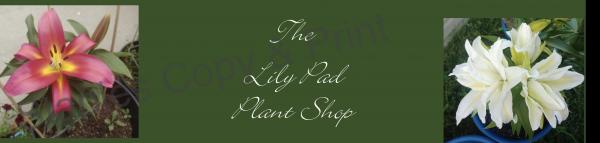The Lily Pad Plant Shop