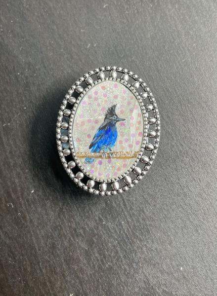 Steller’s Jay
