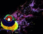 Finch