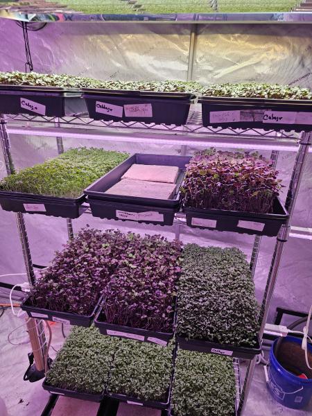 North Florida Microgreens LLC