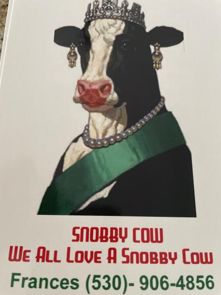 Snobby cow