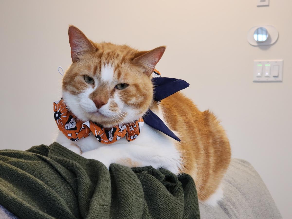 Pet Bandanas & Scarves picture