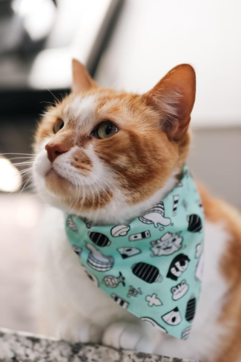 Pet Bandanas & Scarves picture