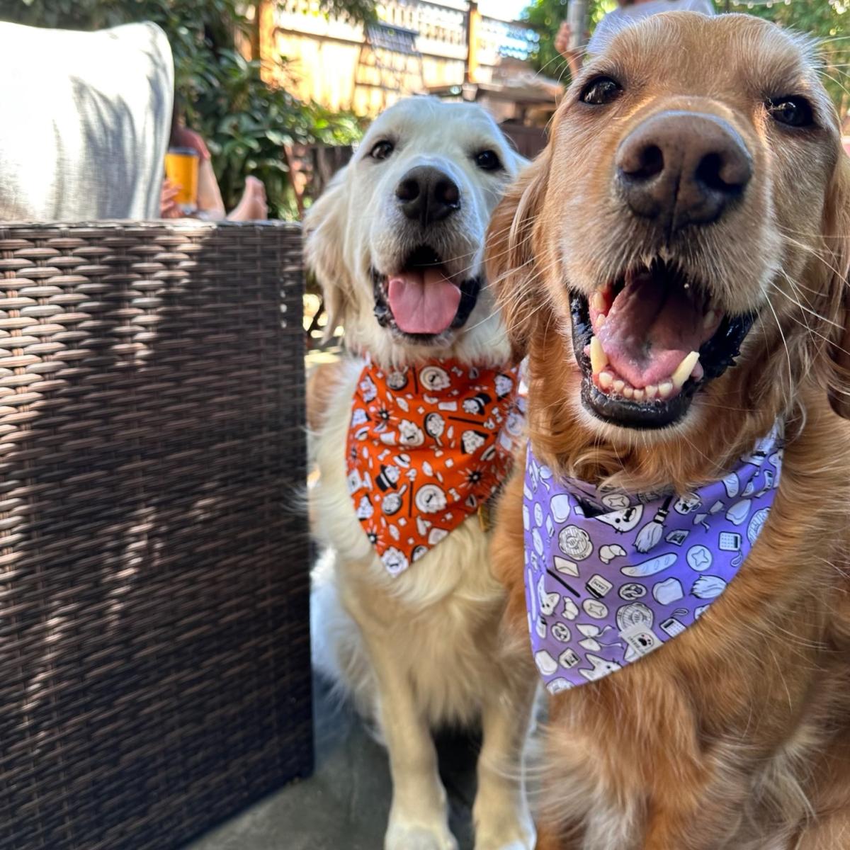 Pet Bandanas & Scarves picture