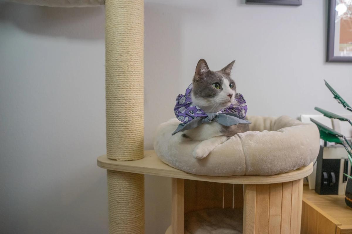 Pet Bandanas & Scarves picture