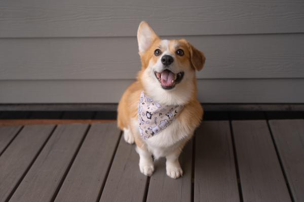 Pet Bandanas & Scarves