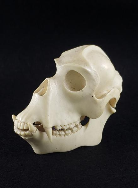 Gorilla Skull Carving