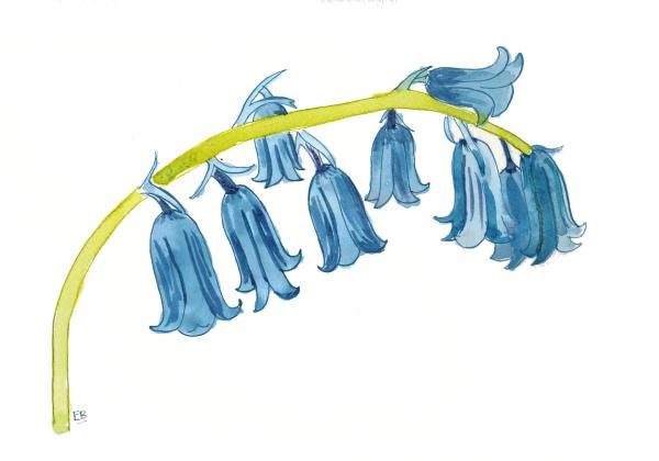 Bluebell Jewelry & Gifts