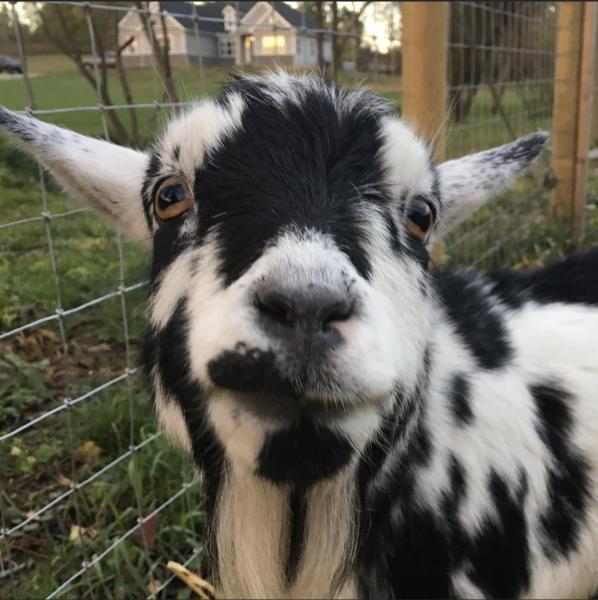 Zion Creek Farm Handmade Goat Milk Soap