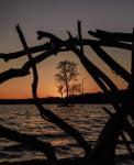 “The Burning Bush”