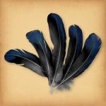 Blue/Black Duck Feathers - FTH-103